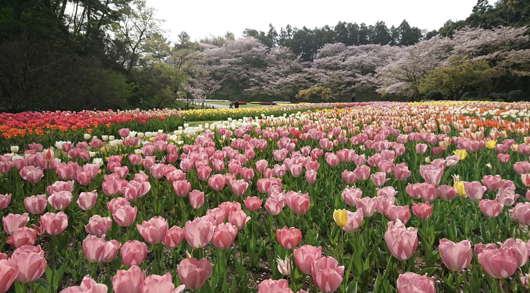 浜松フラワーパーク②
