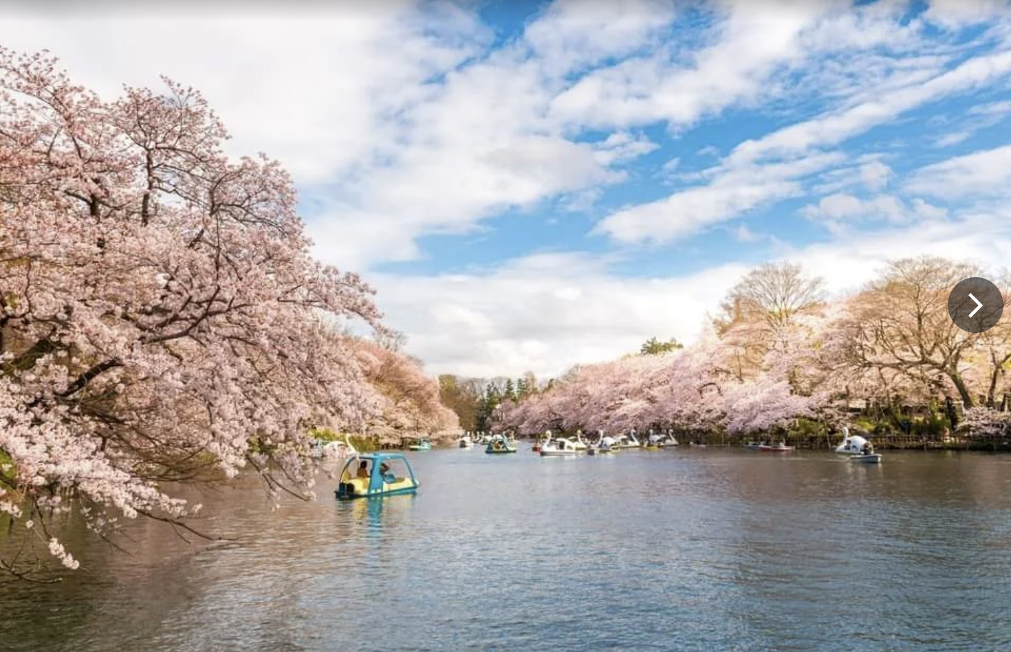 井の頭公園の池