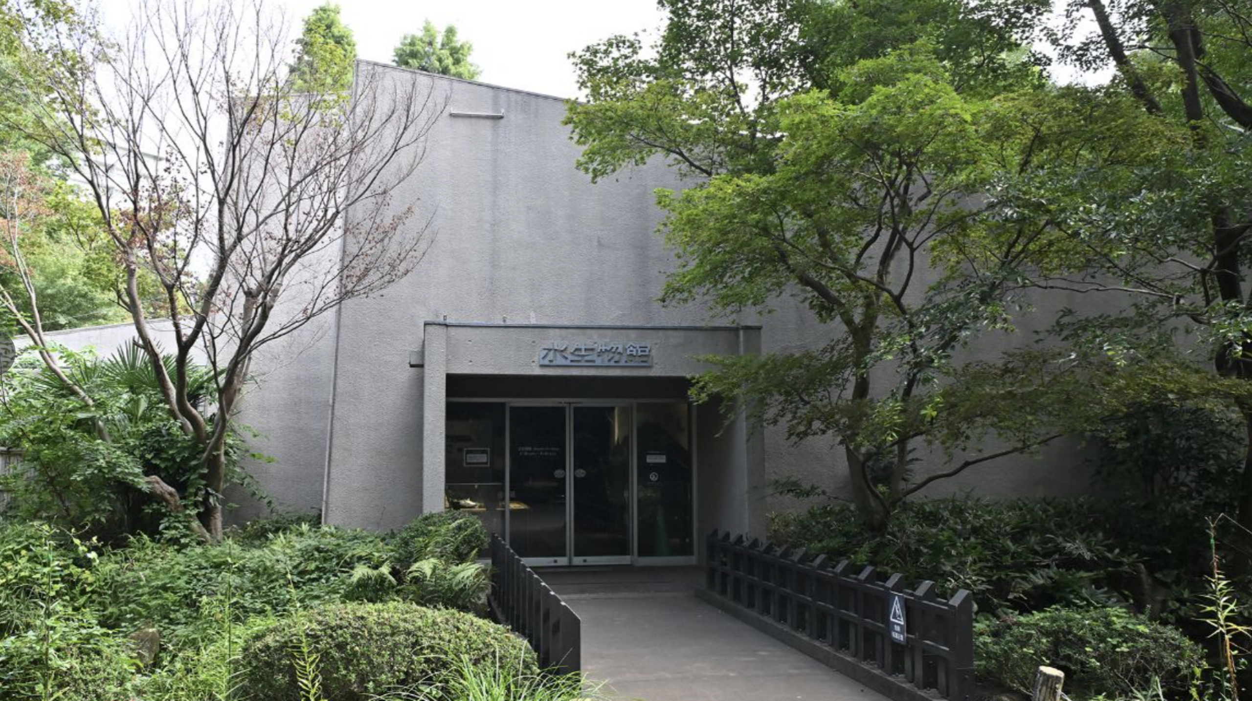 水生植物園 スイレン