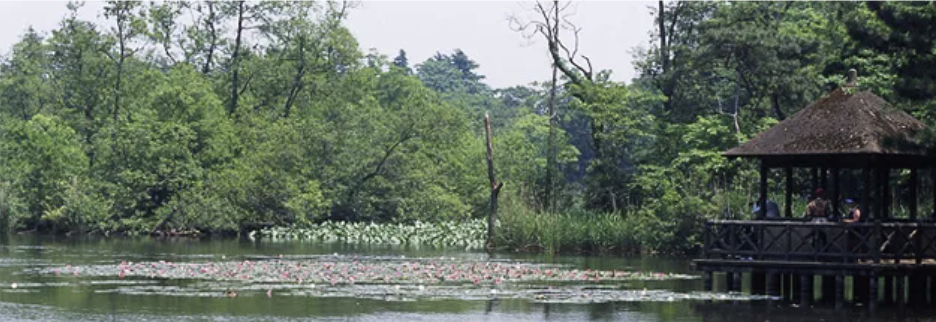 石神井公園 ボート