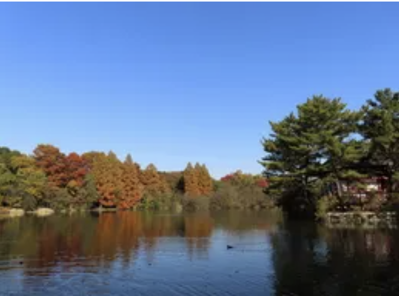 石神井公園