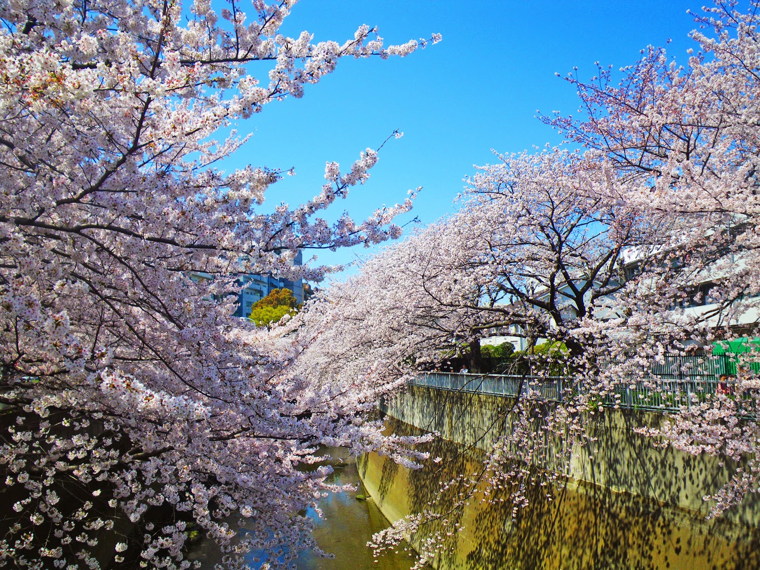 神田川沿いの遊歩道