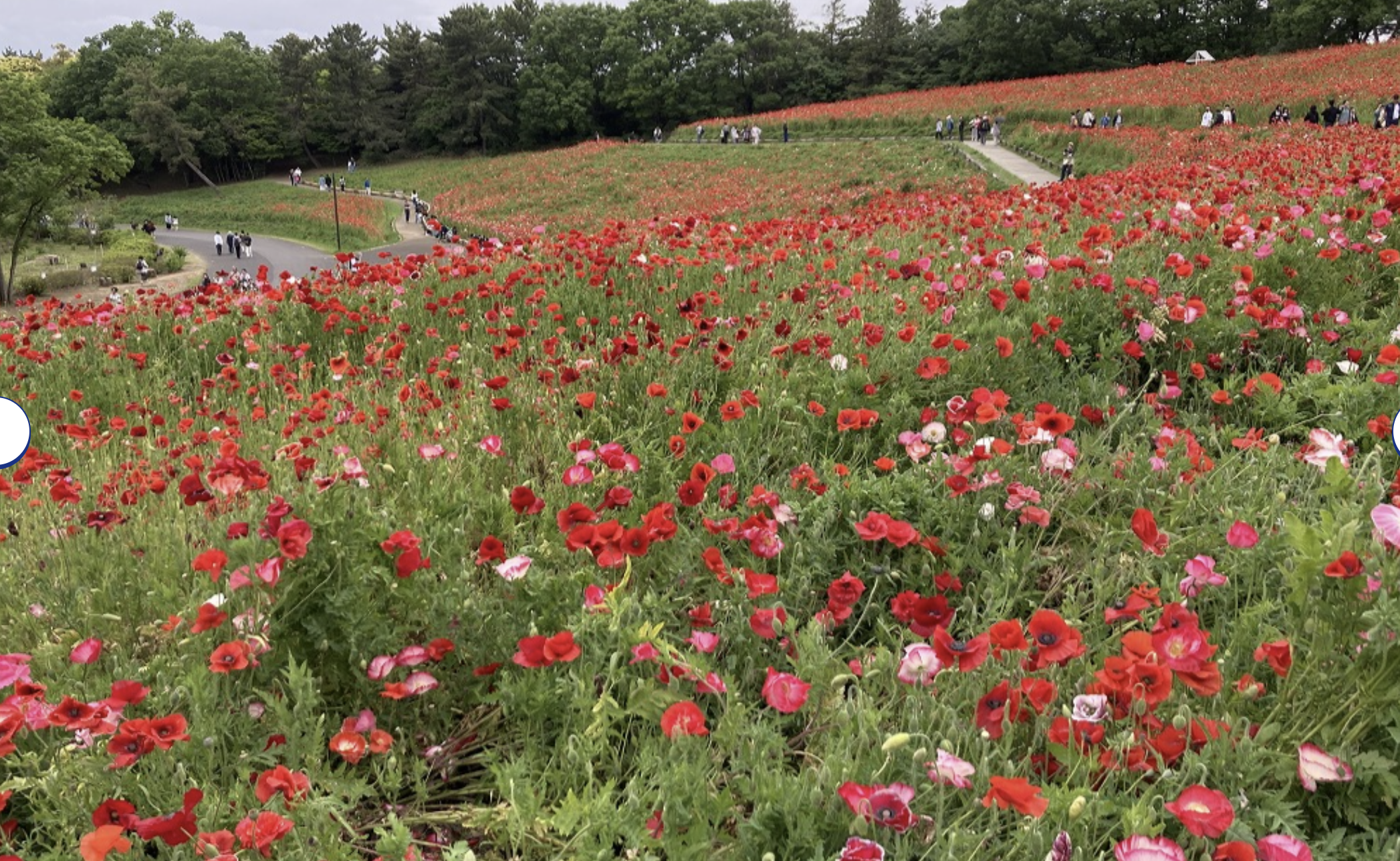 昭和記念公園 デート